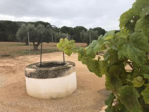 Casita rural entre olivos