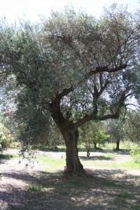 Casa L' Antico Ulivo img28