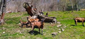 Chalets Gite a la Ferme : photos des chambres