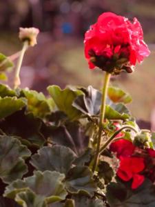 Encantadora Cabaña Rural Vía al Teide