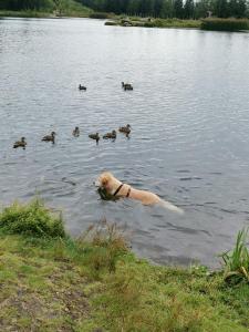 Gästehaus Hebalm - 900 m2 Familien- & Gruppenhaus zur Alleinnutzung