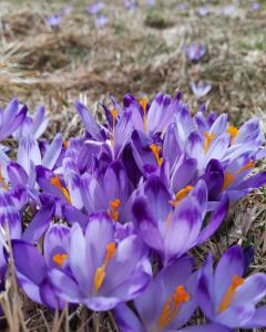 Góralska Chata przy Dolinie Chochołowskiej - gorąca balia