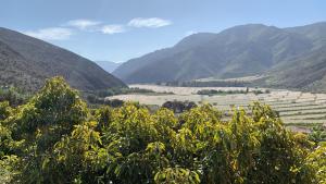 Elqui Valley Avocado Farm
