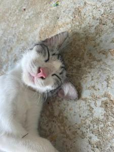 Farm House kohyaoyai