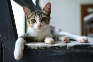 Farm House kohyaoyai