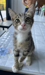 Farm House kohyaoyai