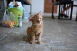 Farm House kohyaoyai