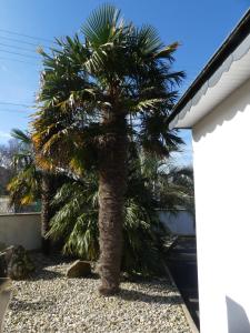 Maisons de vacances Les Palmiers : photos des chambres