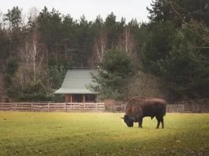 Leśna 21 Dom Północ przy ZALEW SIEMIANÓWKA - Jałówka