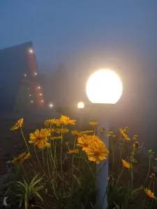 Greenlush - Vandiperiyār