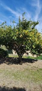 Charmant T3 en rez de jardin dune villa