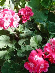 Tasos Seagull apartments