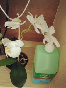 2024 Condo Suites, Wi-Fi+Netflix