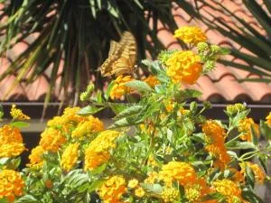 Casa fiorita - SantʼAndrea