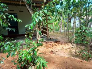 Cinnamon Forest Nature Rooms