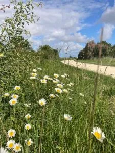 Petit lupin de l’estuaire - Soubise
