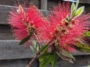 Maisons de vacances Gite Le Bosquet - Au coeur du Luberon : photos des chambres