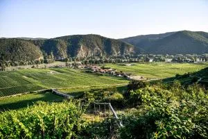 Winzerhof Mörtinger - Baumgarten