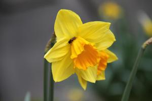 Ferienhaus am Neuklostersee