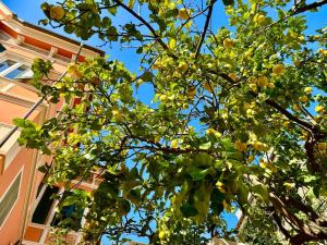 Il giardino degli ulivi