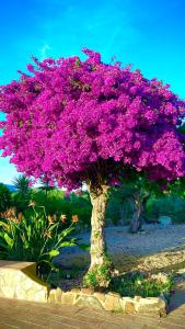 Quinta Almargem Lusitano - Farm House