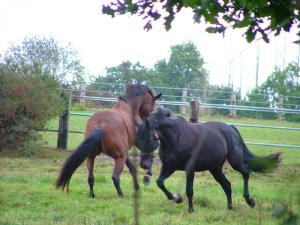 Maisons de vacances Chateau de BEL AIR : photos des chambres