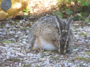 Maisons de vacances Chateau de BEL AIR : photos des chambres