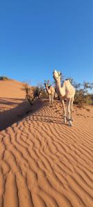 Adventure dans le desert