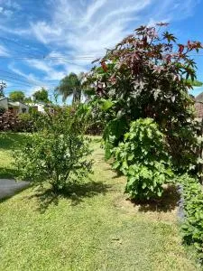 Los Cardenales - Liebig