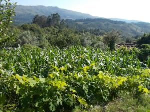 Country House - Hippie Garden