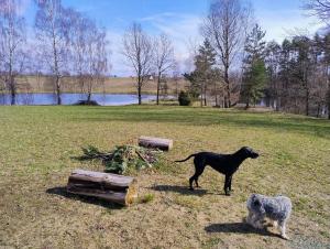 Domek Letniskowy ZŁOTY KARAŚ