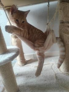 B&B / Chambres d'hotes La ferme aux chats : Chambre Lit King-Size - Vue sur Jardin