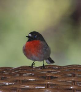 Margaret River Bed & Breakfast