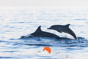 #099 T1 Caliços by Home Holidays