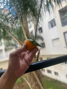 Jardin des belvédères - 卡萨布兰卡