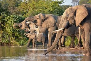 Mohlabetsi Self Catering Bush Lodge