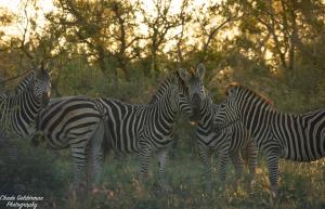 Mohlabetsi Self Catering Bush Lodge