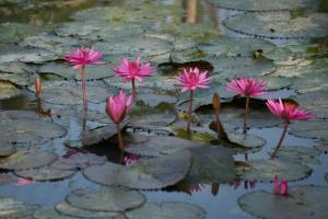 Green Villa - Ngôi Nhà Chung