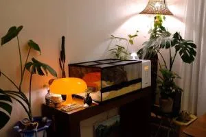 The Chill House 2 - Коян