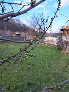 Rai&Pai - Corbşorii