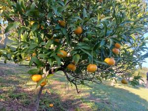 La Casa del Mirto img5