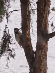 Laasi puhkemaja - Asuküla