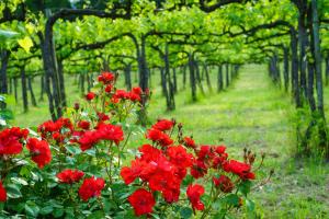 Agriturismo Cuore Verde