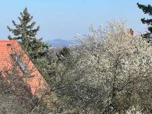 Ferienwohnung Dresden