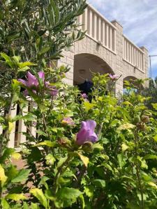 Apartments with parking space Sucuraj, Hvar - 22239