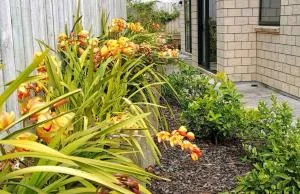 W&M Orchid House - Paremoremo