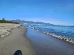 les pivoines - 博尔戈