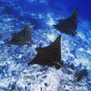 Morus Bliss - Divers' Preferred Hotel - 甘岛