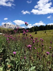 Apartments Chalet Ciufdlton