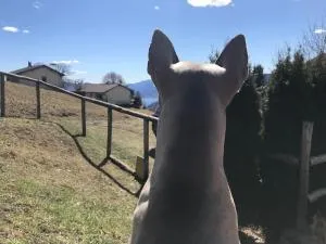 Rustico sopra Brissago - Palagnedra